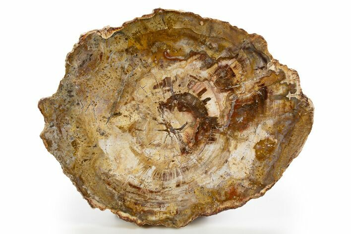Beautiful Petrified Wood (Araucaria) Round - Madagascar #325567